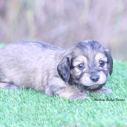 Wishes - Cream female Dachshund puppy in Murray, Kentucky from Shadow Ridge Farms