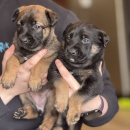 Belgian Malinois and Dutch Shepherd Puppies from Vuurhart Herders