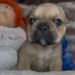 Kota - Fawn and white male French Bulldog puppy in Waitts Lake, Washington from Best Friend standard Frenchies