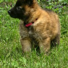 Belgian Tervuren Puppies from Kismet Belgian Tervuren's  owner Angela Ernst