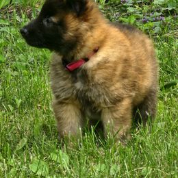 Belgian Tervuren Puppies from Kismet Belgian Tervuren's  owner Angela Ernst