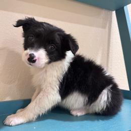 Sneezy - Black and white female Border Collie puppy in Oberlin, Kansas from Hangin R Kennels