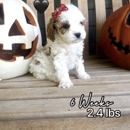 Sugar - White female Cavapoo puppy in Runaway Bay, Texas from Green Ranch Doodles