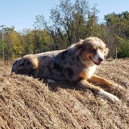 Australian Shepherds and German Shepherds from Bigler Ranch Shepherds
