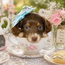 Miss. Yellow-2400 - Piebald female Dachshund puppy in Ocala/Gainesville, Florida from From the Heart Doxies