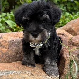 Lincoln - Black and silver male Miniature Schnauzer puppy in Taylorsville, North Carolina from Feather & Tail Acres