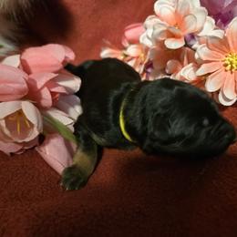 Valent - Black and red male German Shepherd puppy in Coupeville, Washington from Von Hilkey Shepherds