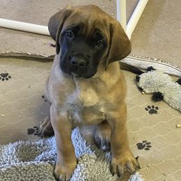 Girl 1 Purple collar - Apricot female Mastiff puppy in Fore Store, Virginia from Coopers Mastiffs & Duck Tollers