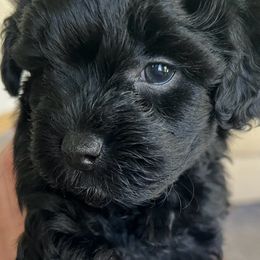 "Stanley" Yorkipoo Puppies from Gin and Stella's Adventures