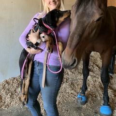 Beauceron Puppies from Trésor de Beauté Beaucerons