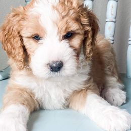 Aussiedoodles from Diamond Willow Doodles
