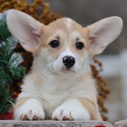 Yoga - Red male Pembroke Welsh Corgi puppy in Pollock, Missouri from Northstar