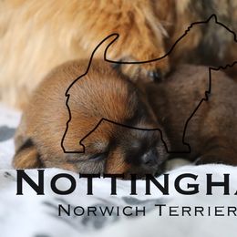 Nottingham - Red female Norwich Terrier puppy in North Carolina from Nottingham Norwich