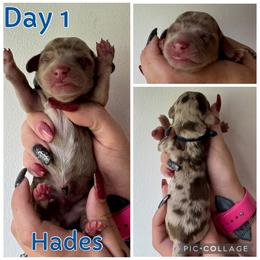Hades - Dapple male Dachshund puppy in Michigan from M.H.P Dachshunds