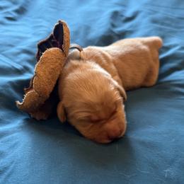 Ms. Pink - Golden female Golden Retriever puppy in Brentwood, California from Golden M Family Farms