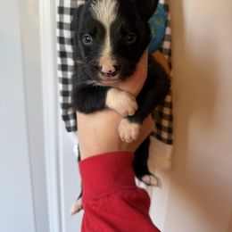 Male 5. - Black and white male Border Collie puppy in Asheboro, North Carolina from Coble Kennels