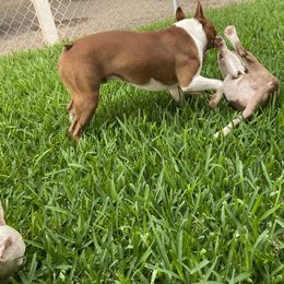 Boston Terrier Puppies from Isela Diaz