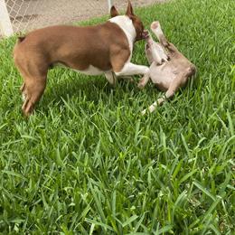 Boston Terrier Puppies from Isela Diaz