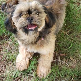 Khaliha - Shih Tzu