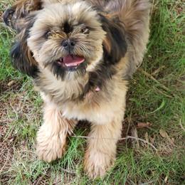 Khaliha - Shih Tzu