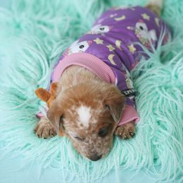 Australian Cattle Dog and Collie Puppies from Blackberry Hills