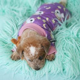 Australian Cattle Dog and Collie Puppies from Blackberry Hills