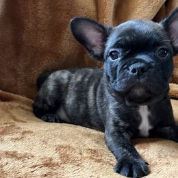 Companion Cross Puppies from Noonie Kennels