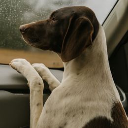 Dutton - German Shorthaired Pointer