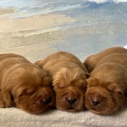 Girl 1 - Dark golden female Golden Retriever puppy in Cocoa, Florida from Goldens of the Groves LLC.
