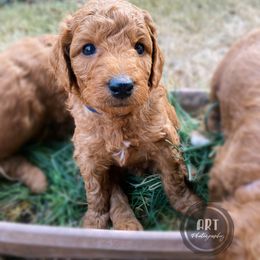 Goldendoodle Puppies from BasilBella’s Doodles