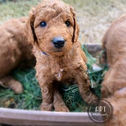 Goldendoodle Puppies from BasilBella’s Doodles