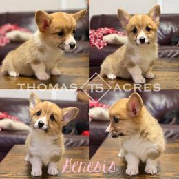 Genesis - Red female Pembroke Welsh Corgi puppy in Raymond, Illinois from Thomas Acres