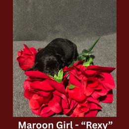 Rexy - Black female German Shepherd puppy in San Antonio, Texas from Pridelands