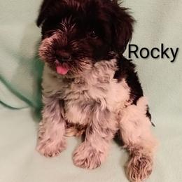 Rocky - Parti male Miniature Schnauzer puppy in Midland, Texas from Shebbies Puppy Palace