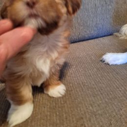 Shih Tzu Puppies from N.F.S.T Imperial ShihTzu Puppies.