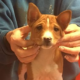 Akita and Basenjis from Mariah Akitas & Basenjis