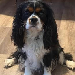 Buck - Cavalier King Charles Spaniel