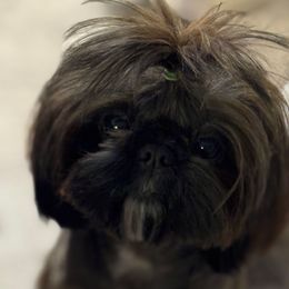 Brandi - Shih Tzu