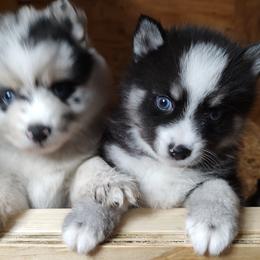 Pomsky Puppies from Puppy Pack