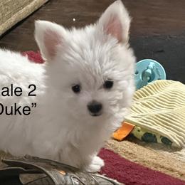 Maltese Puppies from Ayres to Heirs Puppy Co.