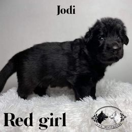 German Shepherd and White Shepherd Puppies from Von Wulfgeist Shepherds