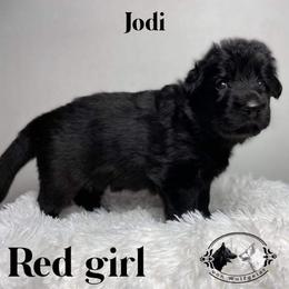German Shepherd and White Shepherd Puppies from Von Wulfgeist Shepherds