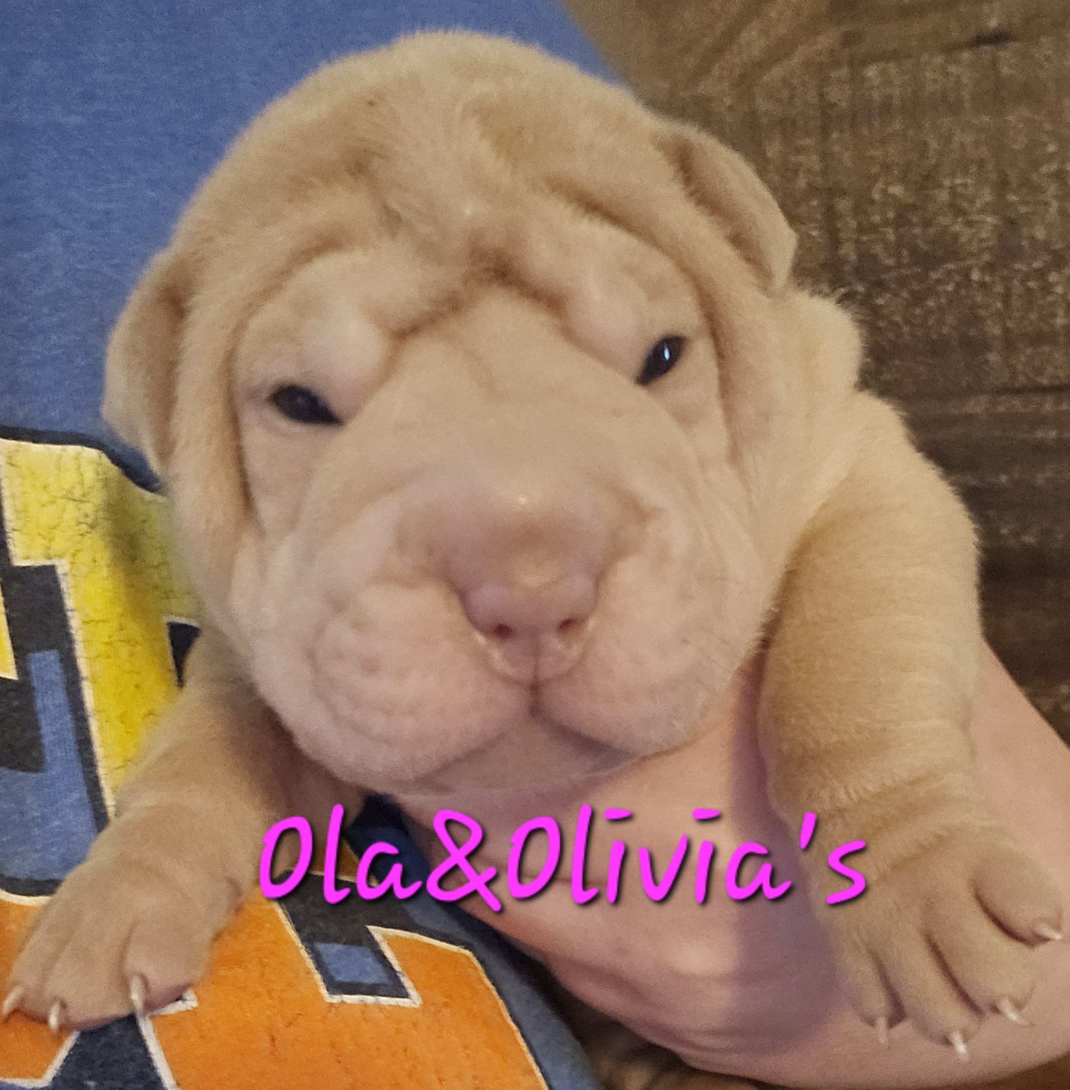 Chinese Shar-Pei Puppies from Zoey's Waggly Tails