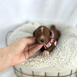 PLUM - Red  male Goldendoodle puppy in Independence, Oregon from Ankeny Doodles