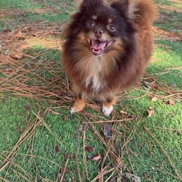 Cindy - Pomeranian