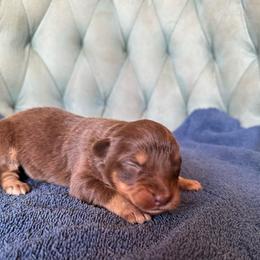 Girl 4 - Red tri-color female Australian Shepherd puppy in Bison, South Dakota from South Dakota Creekside Australian Shepherds