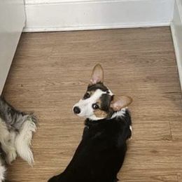 American Corgi and Pembroke Welsh Corgi Puppies from MKM Corgi Company
