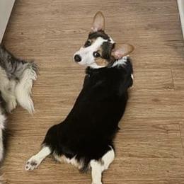 American Corgi and Pembroke Welsh Corgi Puppies from MKM Corgi Company