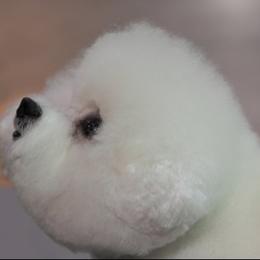 Bichon Frise Puppies from My Bliss Bichons