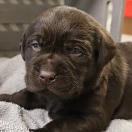 Rascal - Chocolate male Labrador Retriever puppy in Camden, Indiana from Camden's Caring Canines